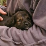 Sayani Gupta Instagram - 🐶series cont. How it started. How it’s going ➡️ Last year somewhere in a North Bengal tea garden.