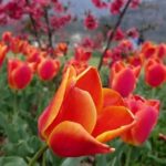 Shilpi Sharma Instagram – Couldn’t stop myself from capturing this while I was in Kashmir.  It’s so important that we stop by and see the beauty in small little things… 😍 🧡  Just felt so much calmness seeing so many flowers around .
.
.
#Kashmir #nature #tulipgarden Tulip Garden Kashmir