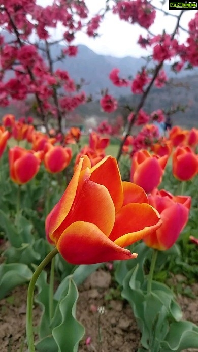 Shilpi Sharma Instagram - Couldn't stop myself from capturing this while I was in Kashmir. It's so important that we stop by and see the beauty in small little things... 😍 🧡 Just felt so much calmness seeing so many flowers around . . . #Kashmir #nature #tulipgarden Tulip Garden Kashmir