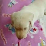 Sneha Sreekumar Instagram - Our Lolakkutti ❤❤❤❤ #reelsinsta #reelsuploaded #reelsvideo❤️ #petlovers