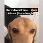 Sneha Sreekumar Instagram - My❤️❤️❤️❤️ no words to say.... I Love you so much.... 😍😍 @oscarbeagle1 #beaglelover #beaglesofinstagram #beaglepuppy #oscar #oscarthebeagle #petloverkerala #reelsindia #reelsinsta #reelsupload #reelsinstagram