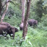 Srinda Instagram - 🔈🐘 🌳 #wildlifewednesday #soundon 💚