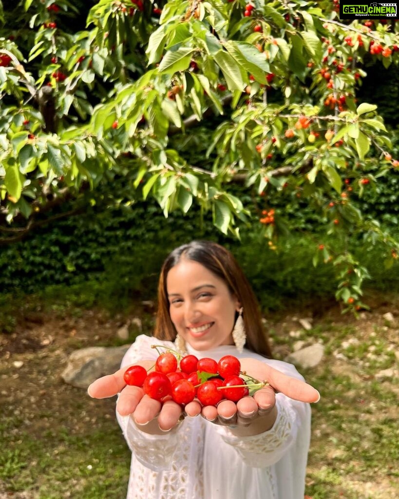 Srishty Rode Instagram - Saw a cherry tree in Kashmir for the first time and I couldn’t contain my excitement! 🍒 Nature has a way of captivating us with its beauty and bounty, even more so when we have limited exposure to it in urban environments. The sight of fruits and vegetables growing on trees can be a delightful reminder of the natural world's wonders and the process of growth and abundance! ❤️ #kashmir Kashmir A Heaven On Earth
