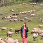 Srishty Rode Instagram – Mary had many little lambs 😍
.
.
.
#reelsinstagram #reels #reelitfeelit #reelkarofeelkaro #kashmir #gulmarg #trending