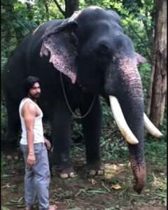 Vishnu Vishal Instagram - More of #Kaadan & #Aranya shooting spot experiences... 

When getting on and getting off #Unni got a bit easier on the second day 😁

Watch how he gobbles up the jaggery laddoo... 🐘❤️

@ranadaggubati @pulkitsamrat @erosnow