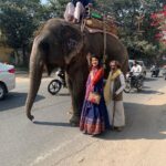 Archana Instagram - As we celebrate our #oscar the first ever INDIA produced/directed film to win …. Just to say the magestic magical gentle beasts r prettttty irresistibly lovable n just too cute to be true despite that siZe ….. jhappiesssssss pappppiessss 🌺🧚🏽‍♀️🧚🏽‍♀️🧚🏽‍♀️💯🥲🌟🙏💫😍😍😍😍😍😍 Pinnawala Zoo,srilanka