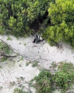 Archana Instagram - Day 02 #capetownsouthafrica 
 
On our day tour visited the #penguin colony at Boulders Beach & loved the way no one hushed whistled or bullied the animals by any notice or action … penguins are very private creatures and just love to chill with their tribe … delight to visit their nesting holes by the beach & see them snuggle and huddle with their loved ones … like my tribe is as huddling for pictures with them :D

Don’t miss the #possum sneakily looking towards me in the bushes 🫣🙈🤪
.
.
.
#love #naturephotography #wildlife #beach #travel