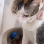 Isha Chawla Instagram - Meet phagunia …. Who really doesn’t care ke hum isko itna chahte hai. Itna chahte hai …. Ke kitna chahte hain kya batayen . . . . #phagunia #phoebe #eshachawla #cat #catmom