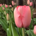 Panchi Bora Instagram - Hello spring 🌷 Garvan Woodland Gardens
