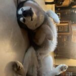 Ragini Dwivedi Instagram - ZUES had a great Friday night 😂😂😂 His fav pose to sleep in the afternoonssssss … #raginidwivedi #ragini #zuesthehusky #huskies #husky #siberianhusky #trending #trendingsongs #trendingaudio #trendingreels #positivevibes #mommybaby #reelsinstagram #reelsvideo #reels #reelitfeelit #instagram #dogsofinstagram #instagood home sweet home,Bangalore