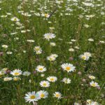 Samiksha Jaiswal Instagram - “Daisies are like sunshine to the ground.” 🤍