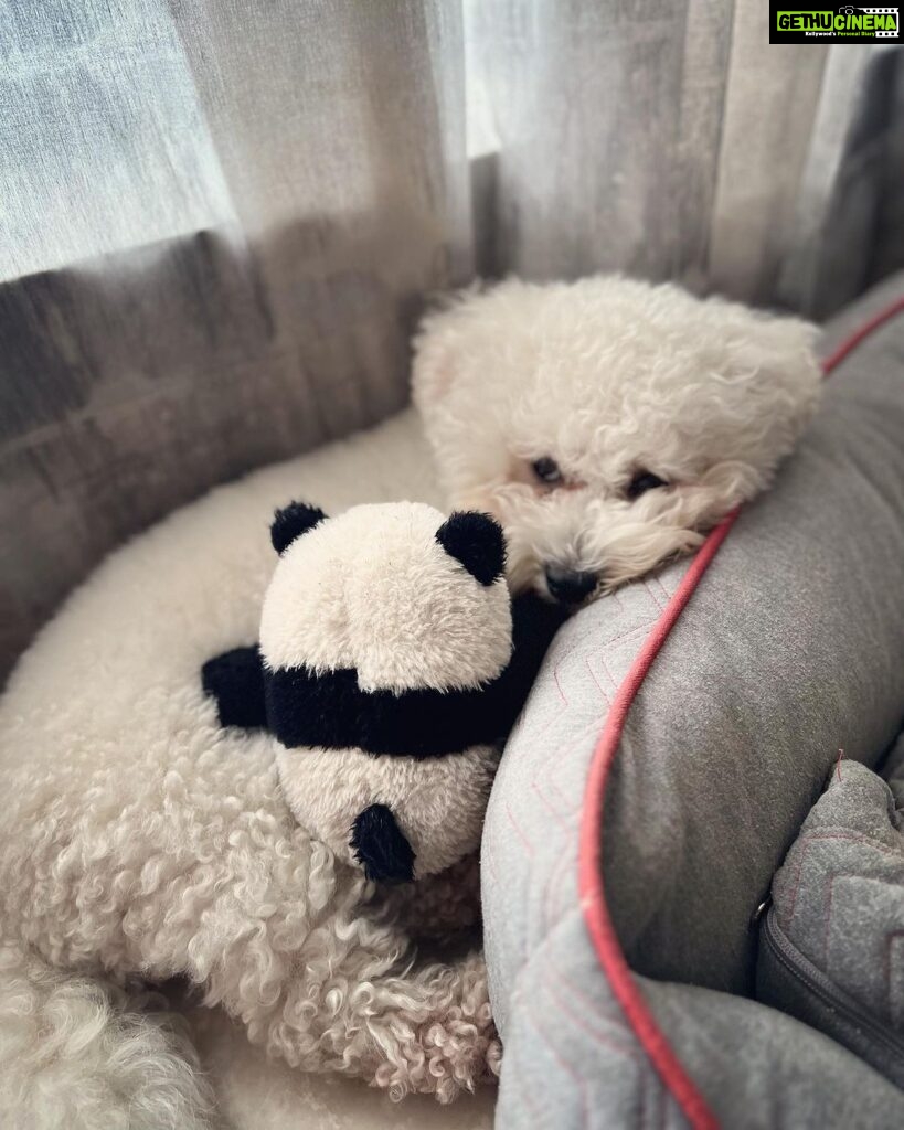 Andrea Jeremiah Instagram - My boy turns 3 today💖💖💖 I cannot begin to describe the many ways in which @jonsnow.bichon has changed my life since he pawed his way into my heart in 2020 🐾 Love comes in all shapes, forms & sizes, but none as cute as this bratty Bichon 🥰🥰🥰 Thank you Jon snow for being you ❤️ I’m forever grateful that you chose me to be your human mommy 🥹💕✨ #jonsnow #snowinchennai #bichon #dogsofinsta #birthdayboy #july4th