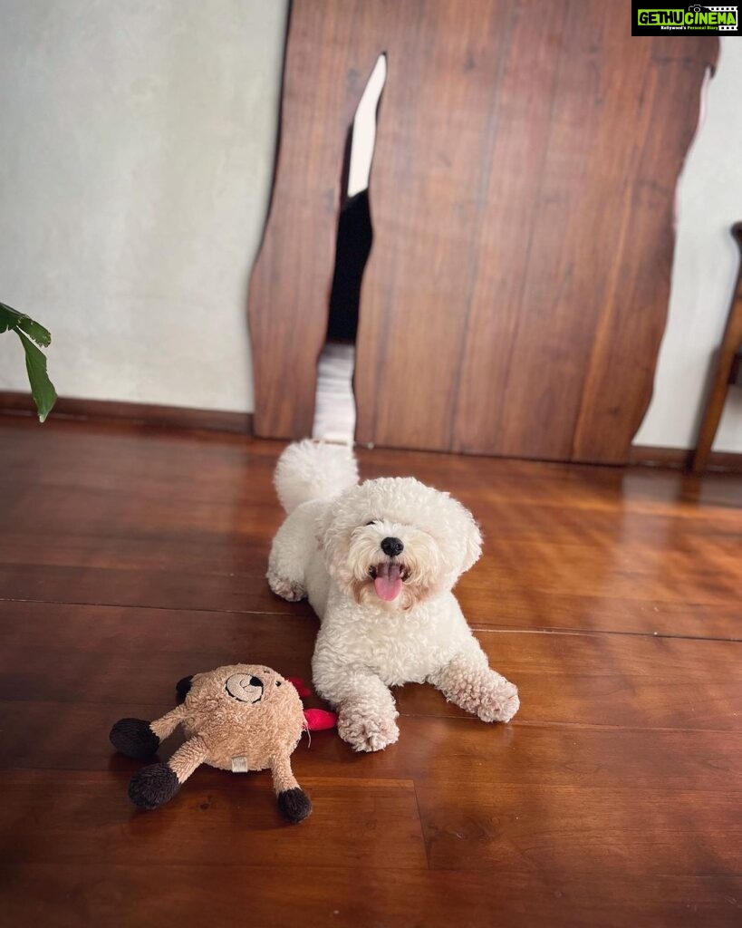 Andrea Jeremiah Instagram - My boy turns 3 today💖💖💖 I cannot begin to describe the many ways in which @jonsnow.bichon has changed my life since he pawed his way into my heart in 2020 🐾 Love comes in all shapes, forms & sizes, but none as cute as this bratty Bichon 🥰🥰🥰 Thank you Jon snow for being you ❤️ I’m forever grateful that you chose me to be your human mommy 🥹💕✨ #jonsnow #snowinchennai #bichon #dogsofinsta #birthdayboy #july4th