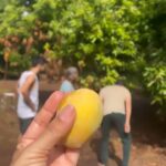 Barkha Bisht Sengupta Instagram – I didn’t pluck any mangoes …: but hey I climbed the mango tree 🌳 🥭 🥭 🥭  @ashishsharma02 @durgesh.naagar @aarti.s.bagdi U guys are ♥️
 Back to the roots with @getsetcamp 👍 #camping #farmstay KOLAD HILLS