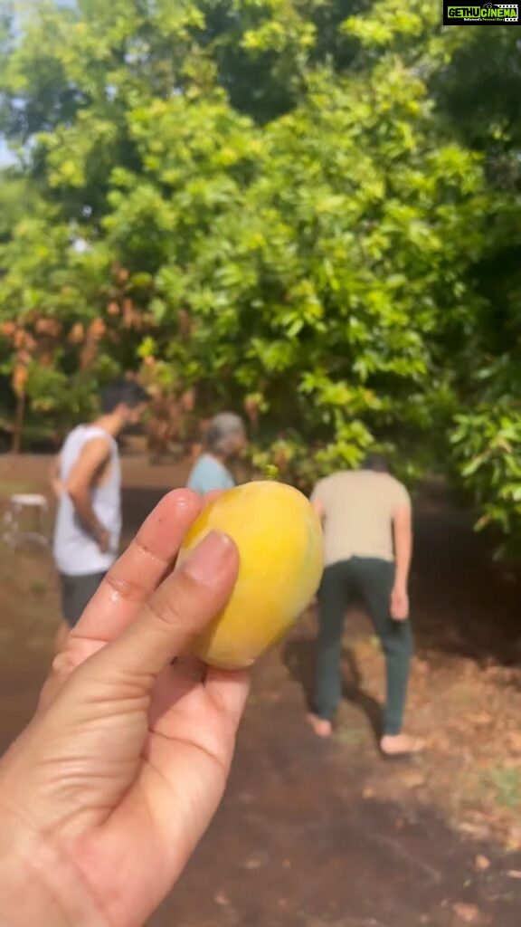 Barkha Bisht Sengupta Instagram - I didn’t pluck any mangoes …: but hey I climbed the mango tree 🌳 🥭 🥭 🥭 @ashishsharma02 @durgesh.naagar @aarti.s.bagdi U guys are ♥️ Back to the roots with @getsetcamp 👍 #camping #farmstay KOLAD HILLS