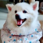 Chandra Lakshman Instagram - Been a while since we felt her warmth physically but our munchkin lives on in our hearts forever..Chakku❤️ #2yearsanniversary #missher #love #dogsofinstagram