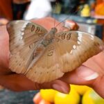 Falguni Rajani Instagram - #titli #love #affection #beauty #naturesbeauty #natureswonder