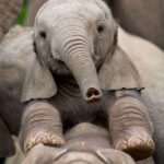 Jackie Shroff Instagram - Don't ElepHunt🐘 Happy Elephant Day #worldelephantday