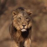 Jackie Shroff Instagram - #worldlionday #asiaticlion #sasangir @cmogujarat @gujarattourism @dcfsasangir
