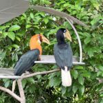 Smriti Khanna Instagram - It was a nostalgic trip and unforgettable experience in the beautiful realm of Bird Paradise in Singapore: The newly opened park has 8 immersive walk-through aviaries with over 3,500 birds. We watched the birds from across the world in their naturally designed habitats. The Wings of the World and Predators on Wings presentations at the Sky Amphitheatre left us in sheer amazement. You can also stand a chance to win a flight to Singapore and experience the all-new Bird Paradise at Mandai Wildlife Reserve. Head over to the pinned contest post on @mandaiwildlifereserve to join before the contest ends on 7 August. #TakeMeToParadise #BirdParadise @visit_singapore