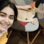Adah Sharma Instagram - The CATTIES COUCH 🤭😏 Sitting near the CASTING couch might be injurious to health,,,,, but the CATTIES couch seems safe 😬🤐🤣🤣🤣this 'You Scratch My Back I'll Scratch Yours' activity went on for an hour ,,,,, ohhh studio mein dubbing bhi karna tha? 🤪 . #100yearsofadahsharma #adahsharma #cats #catsofinstagram