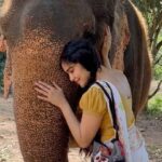 Adah Sharma Instagram - This is a video of me with a rescue elephant ( a real one who was abused ) and when you SWIPE you will see a video of Irinjadappilly Raman who looks like a real elephant but wait for it…. Is fully mechanised !!!! Matlab Naklii looks as real as the asli!!! Elephants can stay in the wild with their families in their own homes now … @petaindia donated this one to the temple… you guys are awesome !!! Protect all life forms created by the almighty 🥰❤️🐘