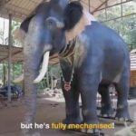 Adah Sharma Instagram - This is a video of me with a rescue elephant ( a real one who was abused ) and when you SWIPE you will see a video of Irinjadappilly Raman who looks like a real elephant but wait for it…. Is fully mechanised !!!! Matlab Naklii looks as real as the asli!!! Elephants can stay in the wild with their families in their own homes now … @petaindia donated this one to the temple… you guys are awesome !!! Protect all life forms created by the almighty 🥰❤️🐘