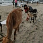 Adah Sharma Instagram - Photographic evidence of me flirting with गाय 's on set .... Also itnaaa bada smile n all I don't do unless I'm around my kinda guys 😁🤓 #100YearsOfAdahSharma #adahsharma #cow #cowgirl #calf #socutebabycalf