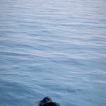 Aditi Ravi Instagram - This part of my life is called : Peace ! at #atlantic ocean 🌊 Thankyou @abyscaria for sending this video 🎥 #reels #reelitfeelit #titanic #real #atlanticocean #life #peace