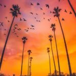 Ashima Narwal Instagram - The most beautiful phenomenon on earth are sunsets! Love Ashima #ashima #ashimanarwal #sunsets #sunsetphotography #ig_hyderabad @ig_india India