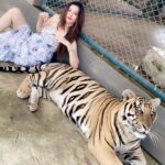 Diksha Panth Instagram - Aaj kuch toofani karte hai 😎 #love #peace #loyalty #berealbetrue #deekshapanth #follow #throwbackpic📷 Tiger Park Pattaya