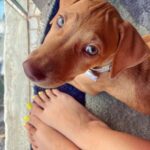 Jennifer Winget Instagram - Winget’s newest Wingman!🪽 Say hello to Oliver, my handsome, little, green-eyed Indie.🐾