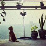 Jennifer Winget Instagram - Winget’s newest Wingman!🪽 Say hello to Oliver, my handsome, little, green-eyed Indie.🐾