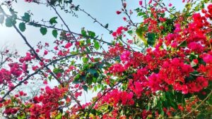 Kashish Singh Instagram - it takes grace to remain kind in cruel situations🙏🏻 #blessedbeyondmeasure #flowerstagram #thanksgod #bellavitakashish 🌺🌺