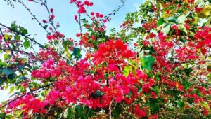 Kashish Singh Instagram - it takes grace to remain kind in cruel situations🙏🏻 #blessedbeyondmeasure #flowerstagram #thanksgod #bellavitakashish 🌺🌺