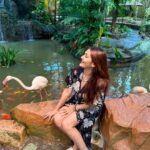Kritika Sharma Instagram - Langkawi wildlife park ! Saw some amazing and never seen animals and birds . Outfit @luluandskyofficial #travel #wildlife #zoo #langkawi #malaysia #wildlifepark Langkawi Island
