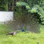 Malavika Krishnadas Instagram – The peahen seems choosy🤣🤣 Tag that Peahen from your gang who is choosy 😉🦚 

.

✨
.
#peacock #peacockpose#instagood #instagram #instadaily #funnyvideos #love #loveislove