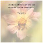 Mugdha Godse Instagram - From The Master’s Diary…🙏🏽❤️🙏🏽🌸🙏🏽 PC @hemantjkhendilwal #bellymaster #tarneivji #belly #bliss #guru #guide #love #light #beloved #master #divine #grace #chant #mantra #magic #practice #silence #miracle #blessed #forever #eternal #gratitude #word #power #poetry #empower #yoga #meditation