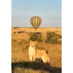 Sachin Tendulkar Instagram – Going wild. Literally!

#MasaiMaraDiaries #MasaiMara #Fun #Lion #Drive #Safari #WildLife #throwback