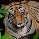 Sadha Instagram - When you are hopelessly in love with them! 🫠 Up close with one of my most favourite & beloved tigers, the blue-eyed king CM! 💚 On safari with @ecotrailz 🙌☺️ #tadoba #tadobanationalpark #tadobaandharitigerreserve #tigersofindia #savetigers #tigercubs #safariwithecotrailz #ecotrailz #sadaa #sadaawildlifephotography #wildlifephotography #wildlife #wildlifeconservation #tigerconservation #natgeoindia #natgeo #natgeowild #natgeotravellerindia Tadoba - Andhari Tiger Reserve