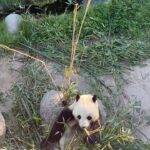 Sayani Gupta Instagram - ASMR video of a Panda eating with both hands! You’re welcome! #crunchtime 🐼🎋🤍
