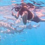 Shruthi Rajanikanth Instagram - Have you 🦈🌊??? #shark #maldives #snorkeling #ocean. #karthikalyanipromotions Maafushi