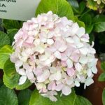 Ulka Gupta Instagram - Hydrangeas will be my favourite 💕 #ooty #bestfriendtrip #ootydiaries #hydrangeas Ooty