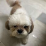Abhirami Venkatachalam Instagram - 🐾 paw love🤍 @simba3680 #love #life #live #unconditional #dog #doglover #simba #instagram #instagood #instalove #instalike #instamood #abhiramivenkatachalam #kannamma #av #chennai #home