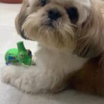 Abhirami Venkatachalam Instagram - Happy birthday to my baby boy @simba3680 🤍🐶 you came in my life and life has been filled with unconditional love since then ... can’t thank you enough for coming into my life my baby boy ...#simba #babyboy #love #life #happy #vibes #positivevibes #unconditionallove #doglove #doglover #instagram #instapost #instalove #abhiramivenkatachalam #chennai #home