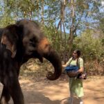 Adah Sharma Instagram - Some Sugarcane from Gajalakshmi and us because our song is trending on reels ❤️❤️ #raabta We made our reel now you make yours and tag us . . DISCLAIMER : This is a rehabilitation centre for injured elephants. This is not a zoo where they are caged . Some of the elephants here have broken backs,teeth and skulls because of elephant rides :( but they were still so kind to me despite the trauma they faced because of humans #elephants