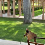 Aisha Sharma Instagram - #Throwback to one of the most memorable experiences .Wellness at it’s best @amanbagh #Amanbagh #TheSpiritOfAman #AmanWellness #AmanFoodie #AmanAdventure #nofilterneeded #nofilter