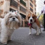 Aisha Sharma Instagram - I do not conform to any societal standards & prefer to live on the fringes . Kinda has been my recipe for happiness 😉 #joy&i #justjoythings #dogsofinstagram #dogs #happiness