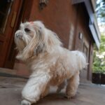 Aisha Sharma Instagram - I do not conform to any societal standards & prefer to live on the fringes . Kinda has been my recipe for happiness 😉 #joy&i #justjoythings #dogsofinstagram #dogs #happiness