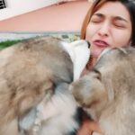 Akshara Reddy Instagram - Proof that huskies talks.. like literally they talk 🤷‍♀️ especially when they are jealous!! 🤣🤣🤣 #doglove #instadog #husky #alaskanhusky #aksharareddy #guggu #guggupapa #biggbosstamil